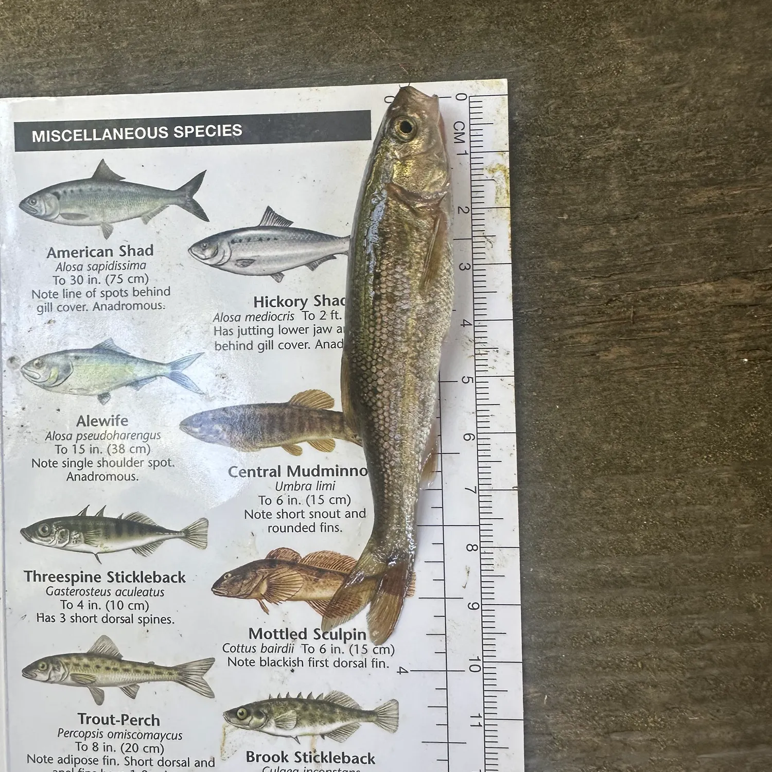 The most recent California roach catches on Fishbrain