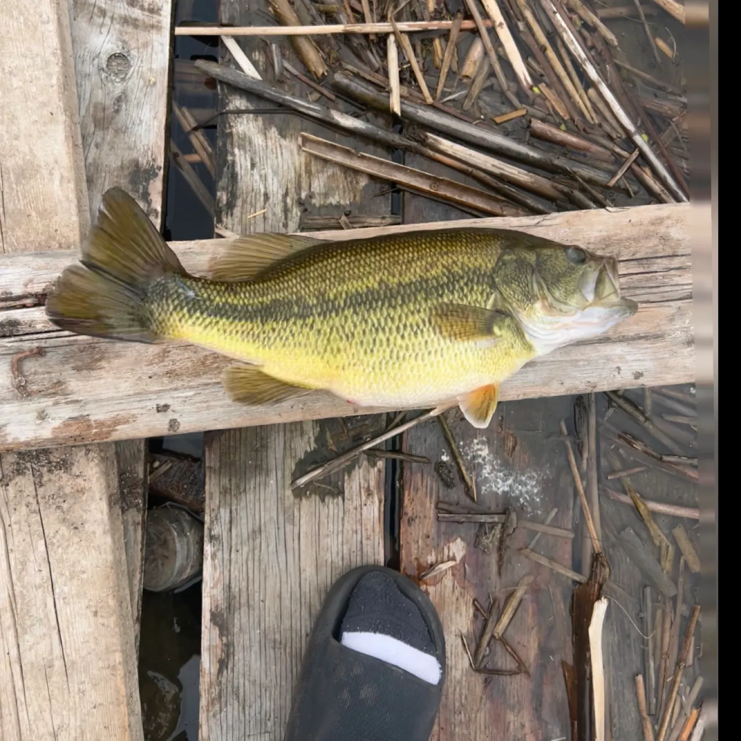 angler catch