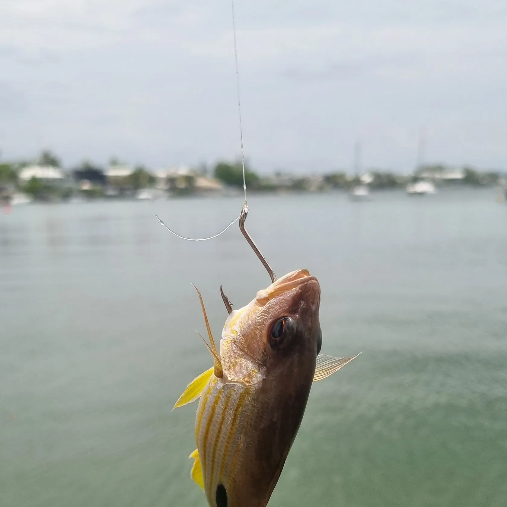 The most recent Tomtate grunt catches on Fishbrain