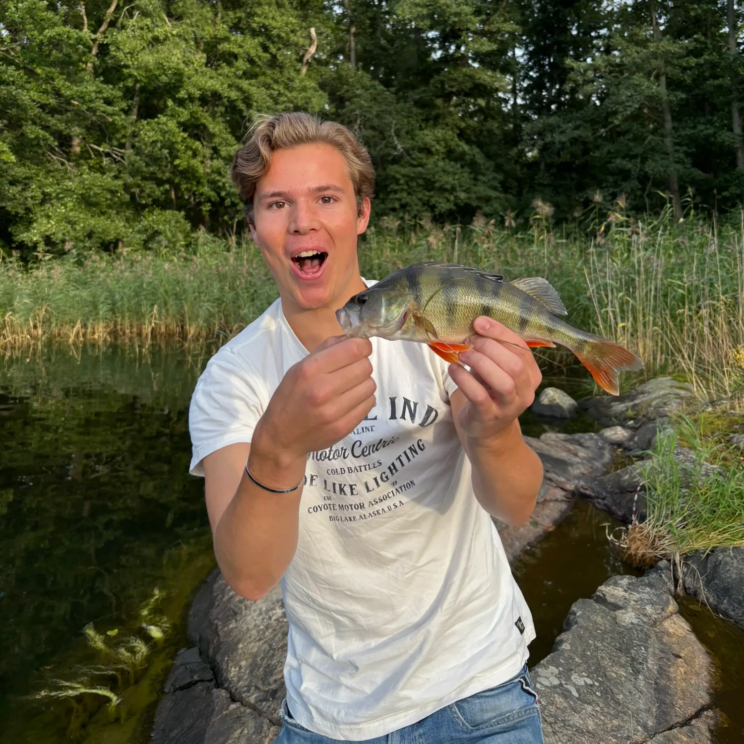 European perch caught on Fishbrain