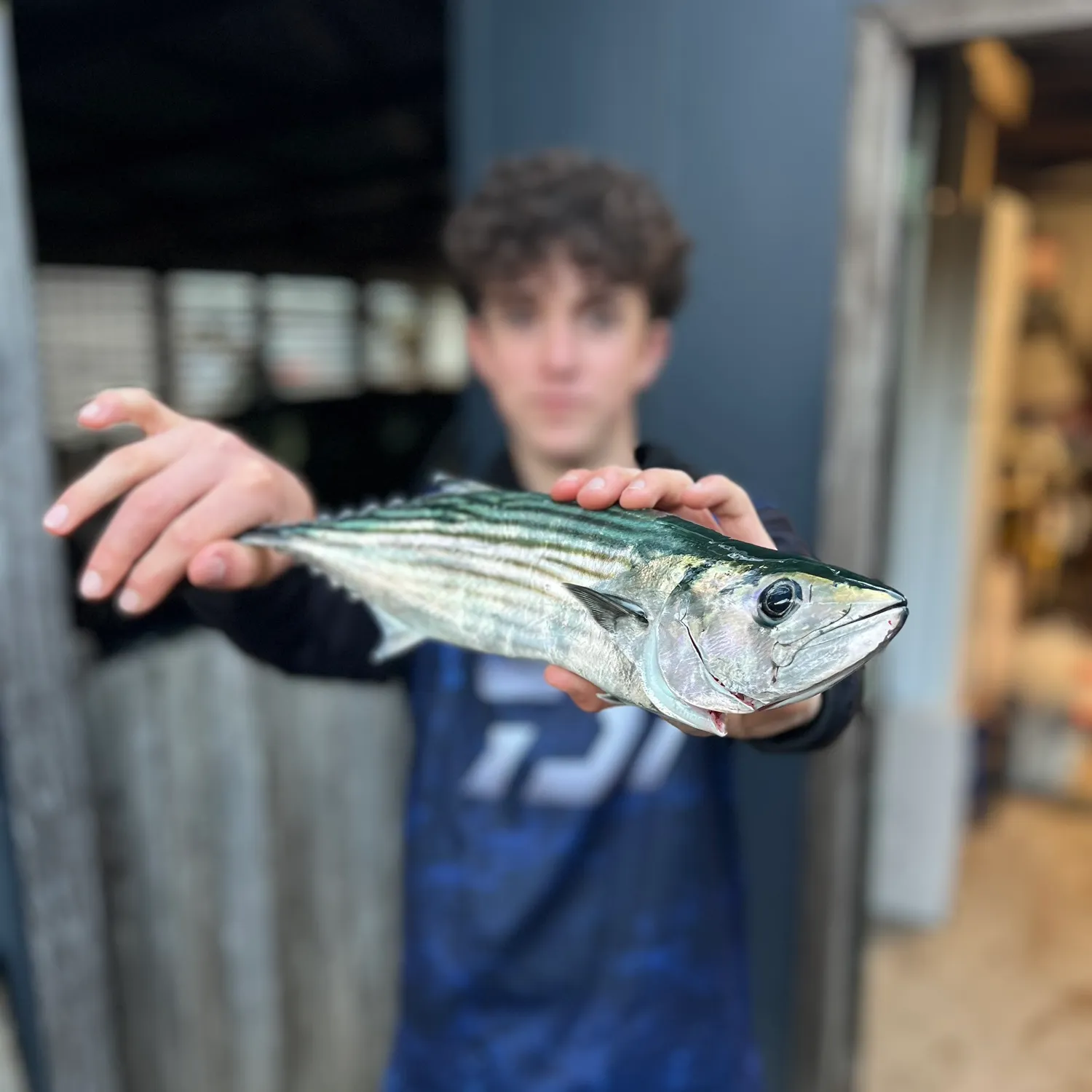 The most recent Australian bonito catches on Fishbrain