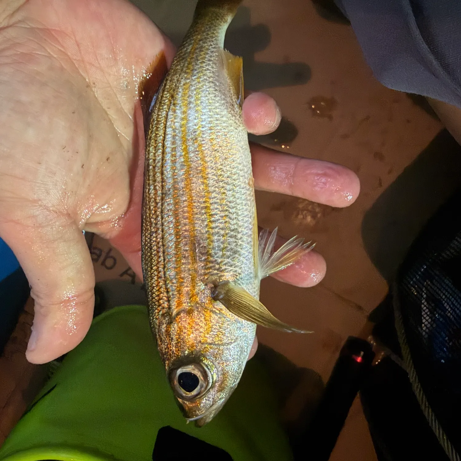Californian salema caught on Fishbrain