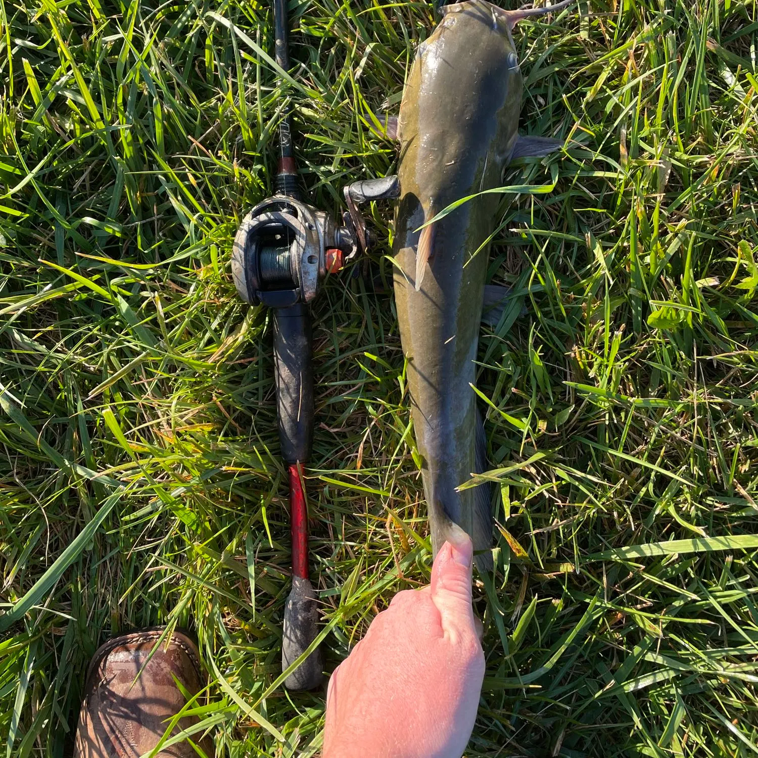 angler catch