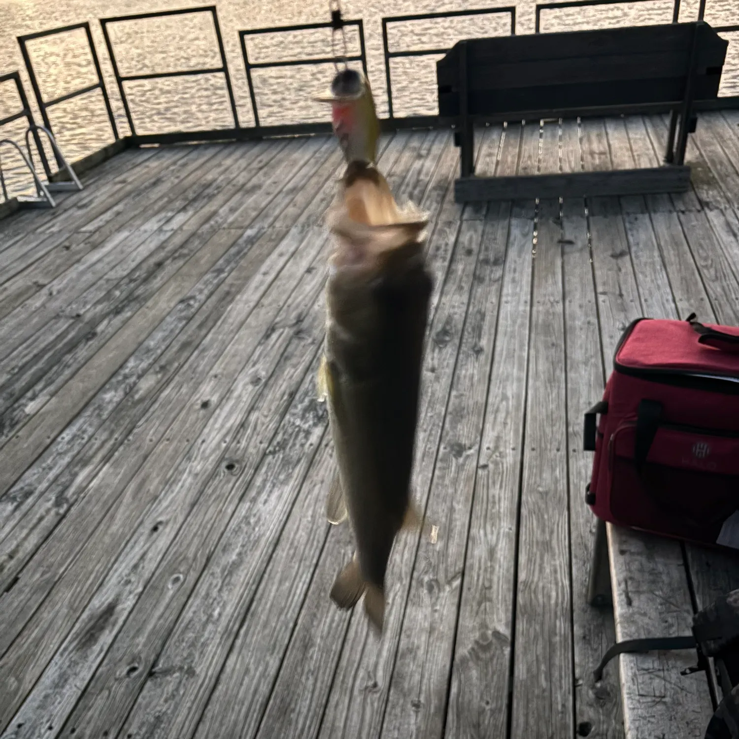 Smallmouth bass caught on Fishbrain