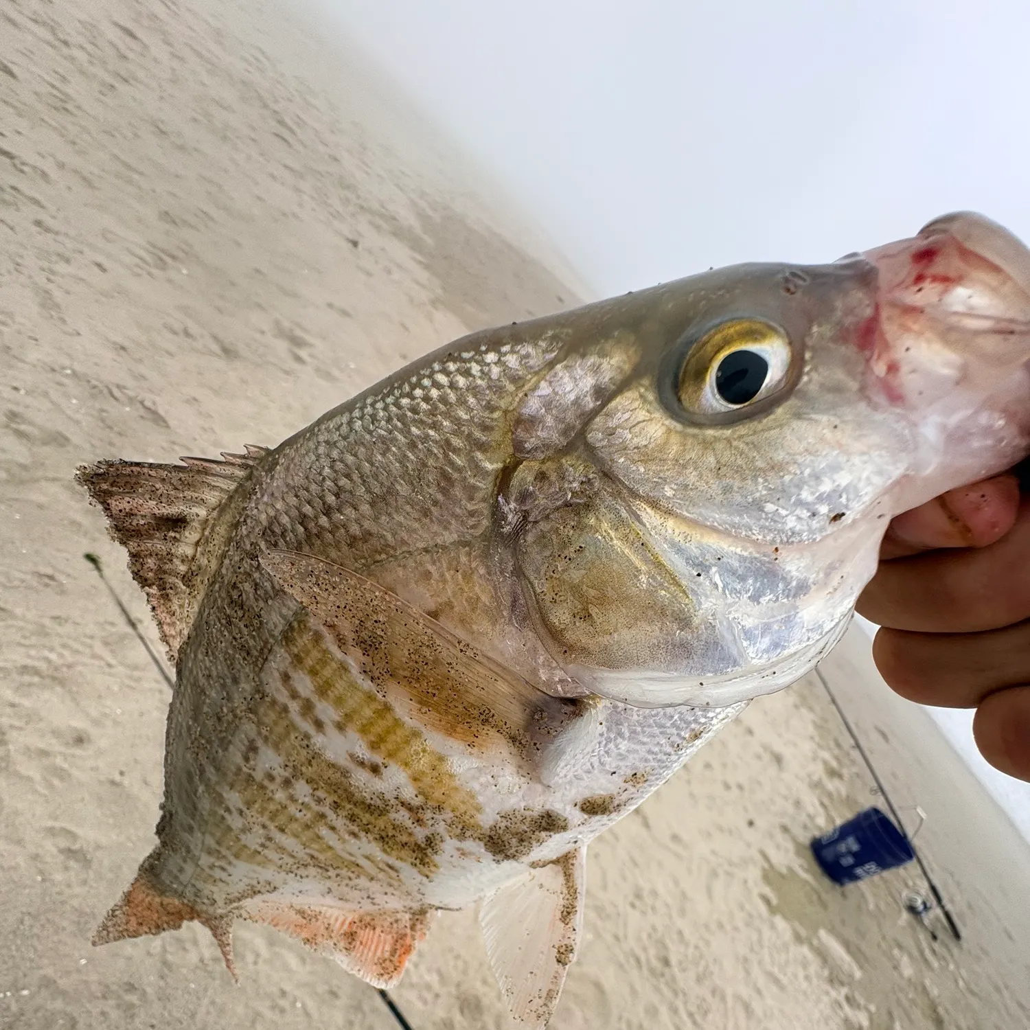 The most recent Redtail surfperch catches on Fishbrain