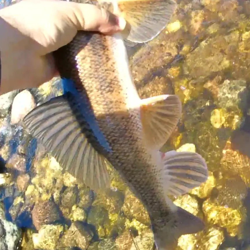 The most recent White sucker catches on Fishbrain
