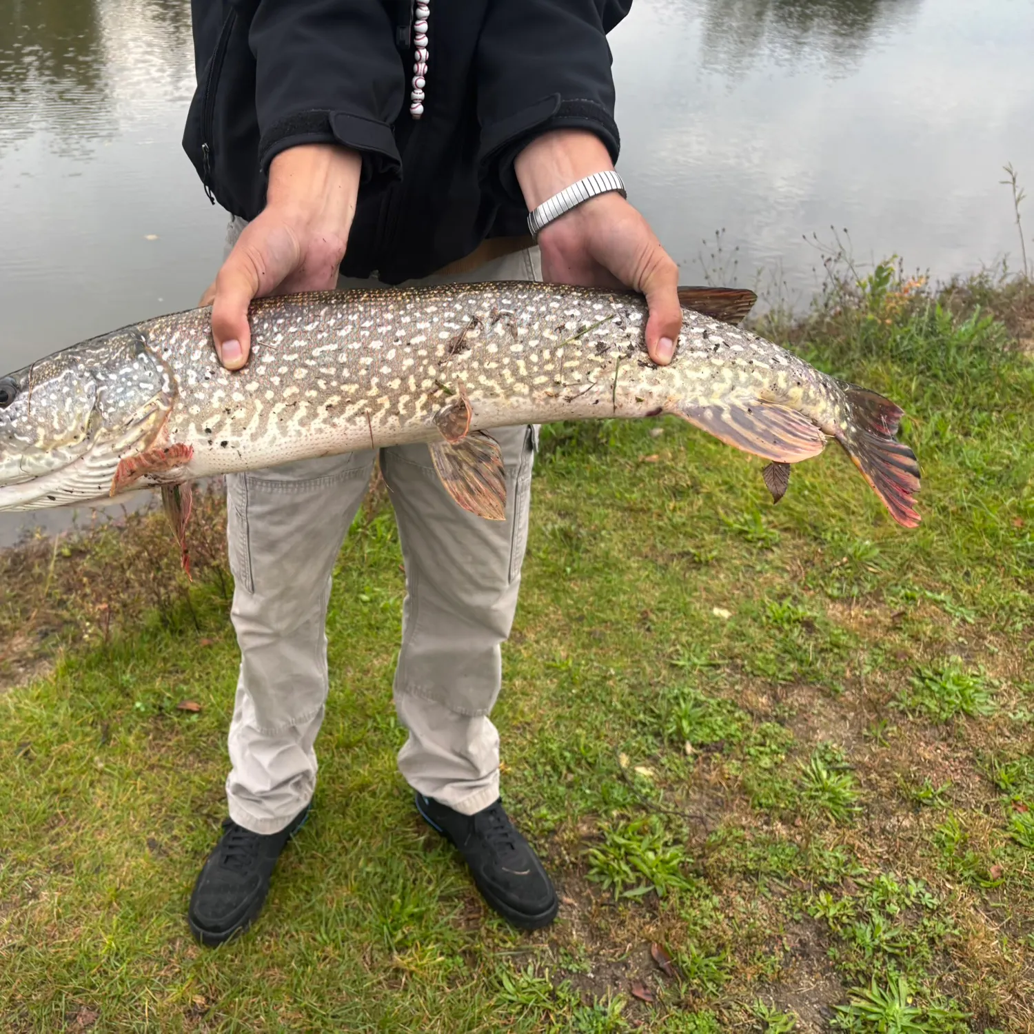 Northern pike caught on Fishbrain