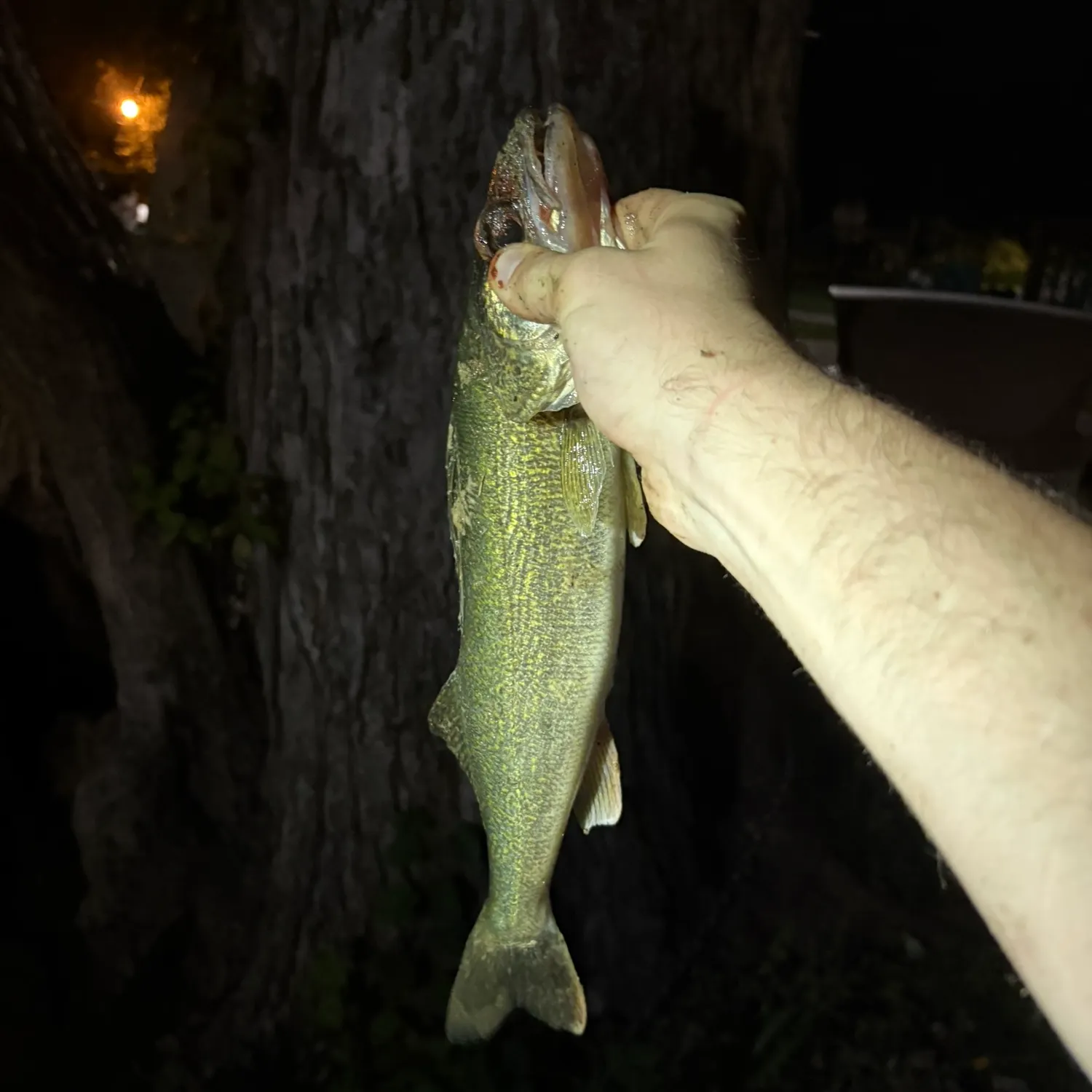 Walleye caught on Fishbrain