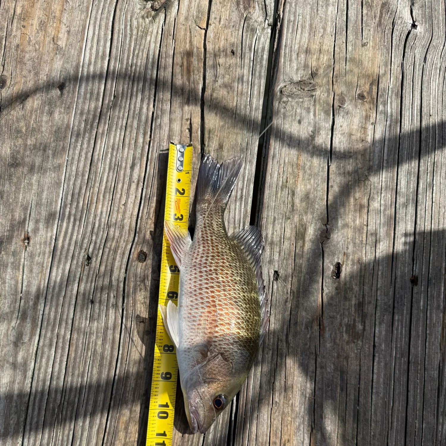 The most recent Mangrove snapper catches on Fishbrain
