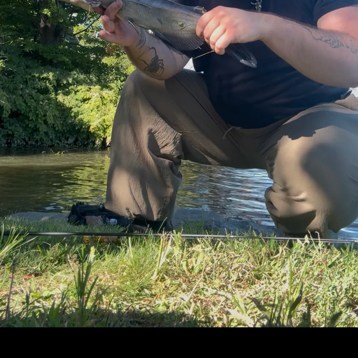Channel catfish caught on Fishbrain