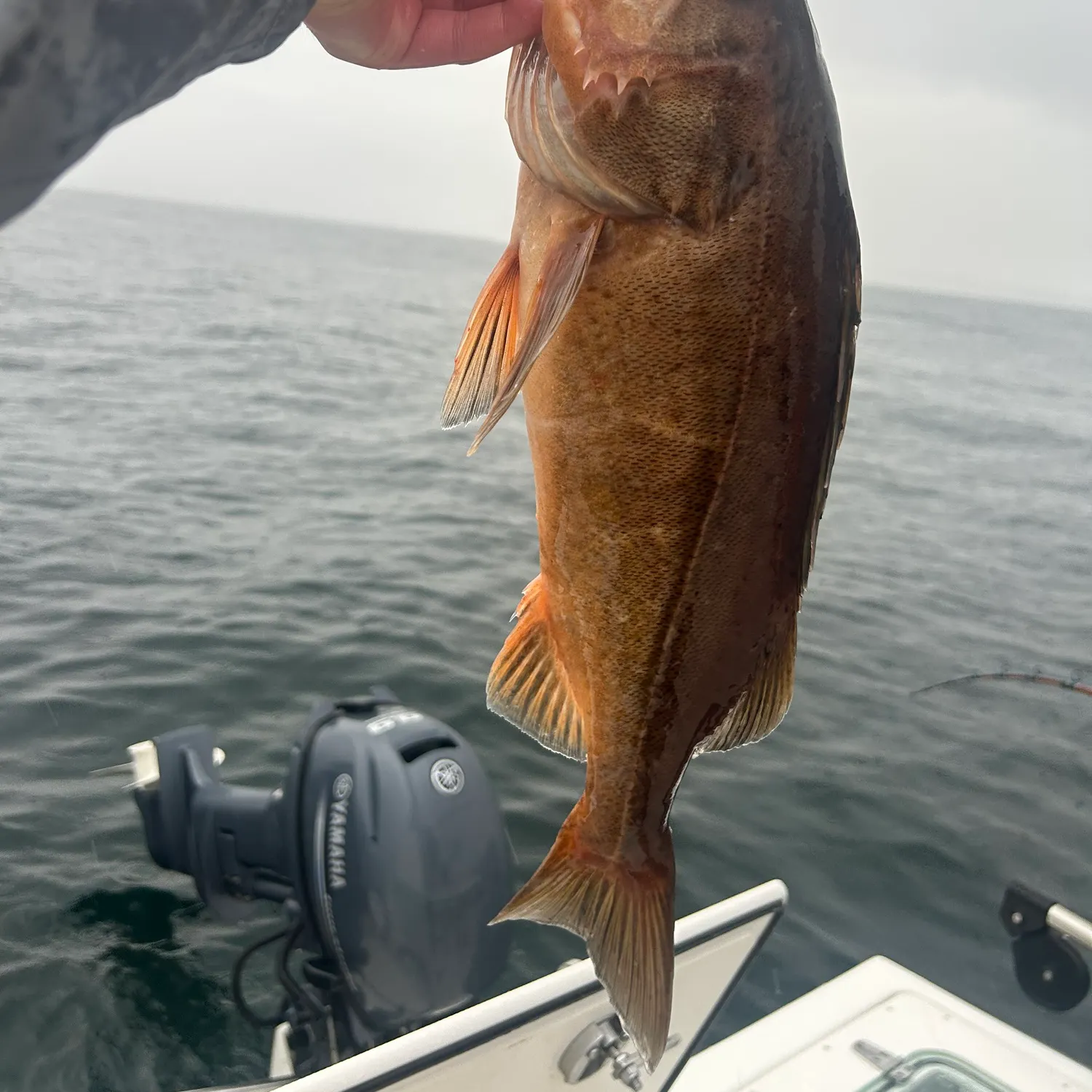 The most recent Bocaccio rockfish catches on Fishbrain