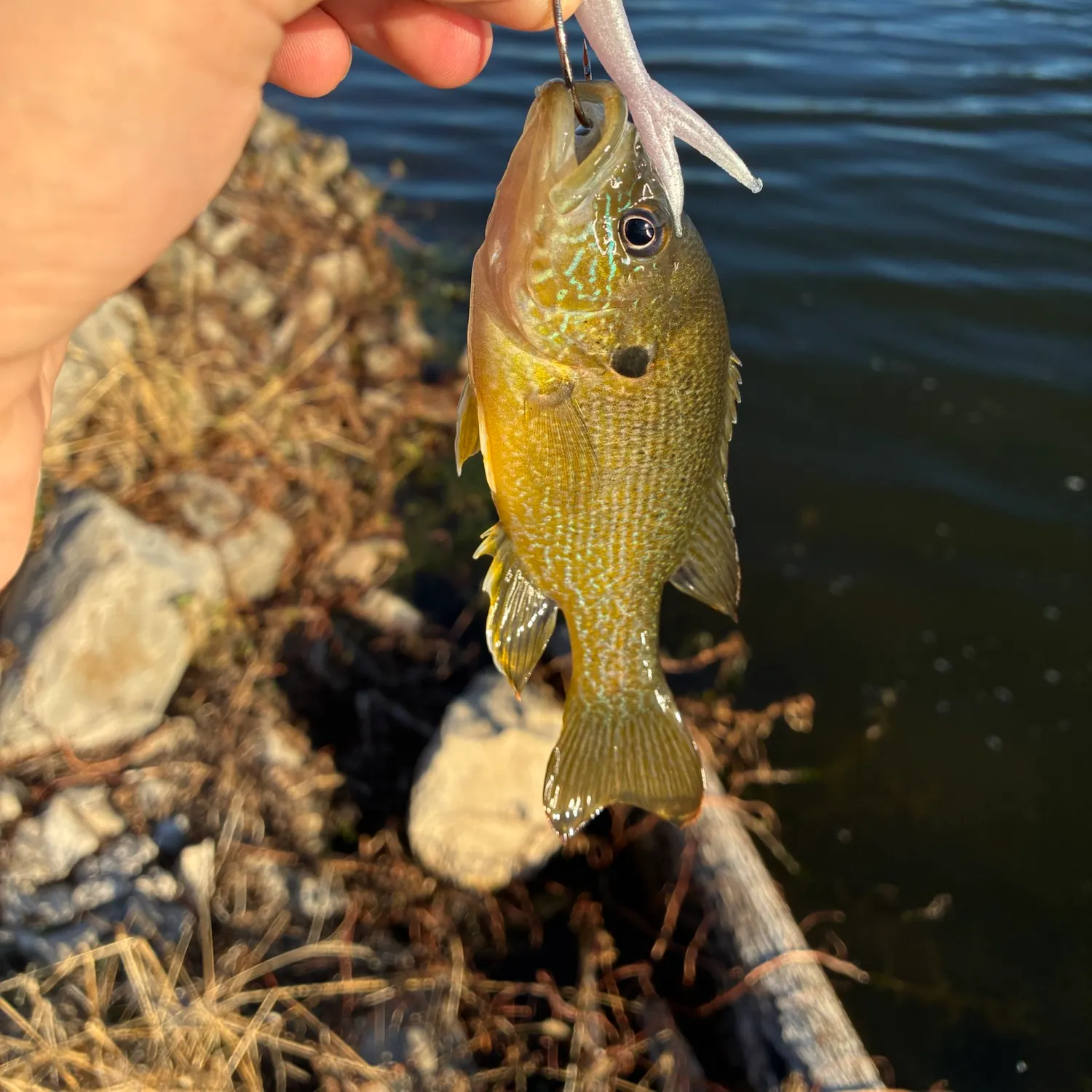 Green sunfish caught on Fishbrain
