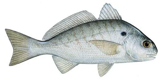 Baitfish