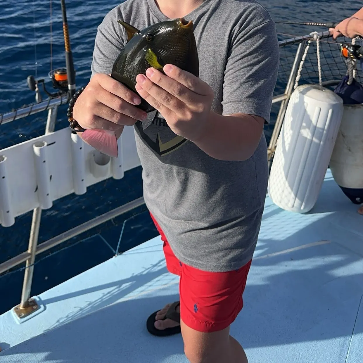 The most recent Ocean triggerfish catches on Fishbrain