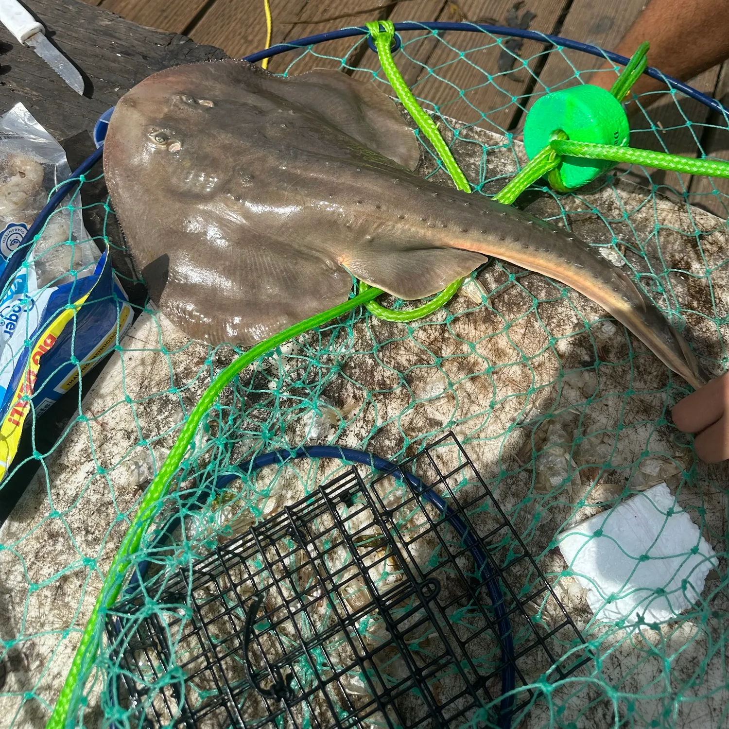 Thornback guitarfish caught on Fishbrain