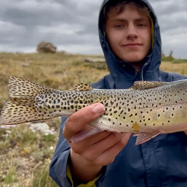 The most recent Westlope cutthroat trout catches on Fishbrain