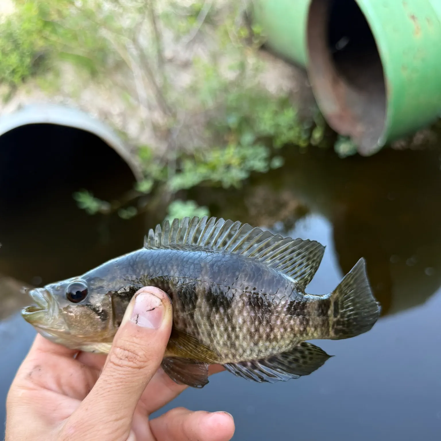 The most recent Jaguar cichlid catches on Fishbrain