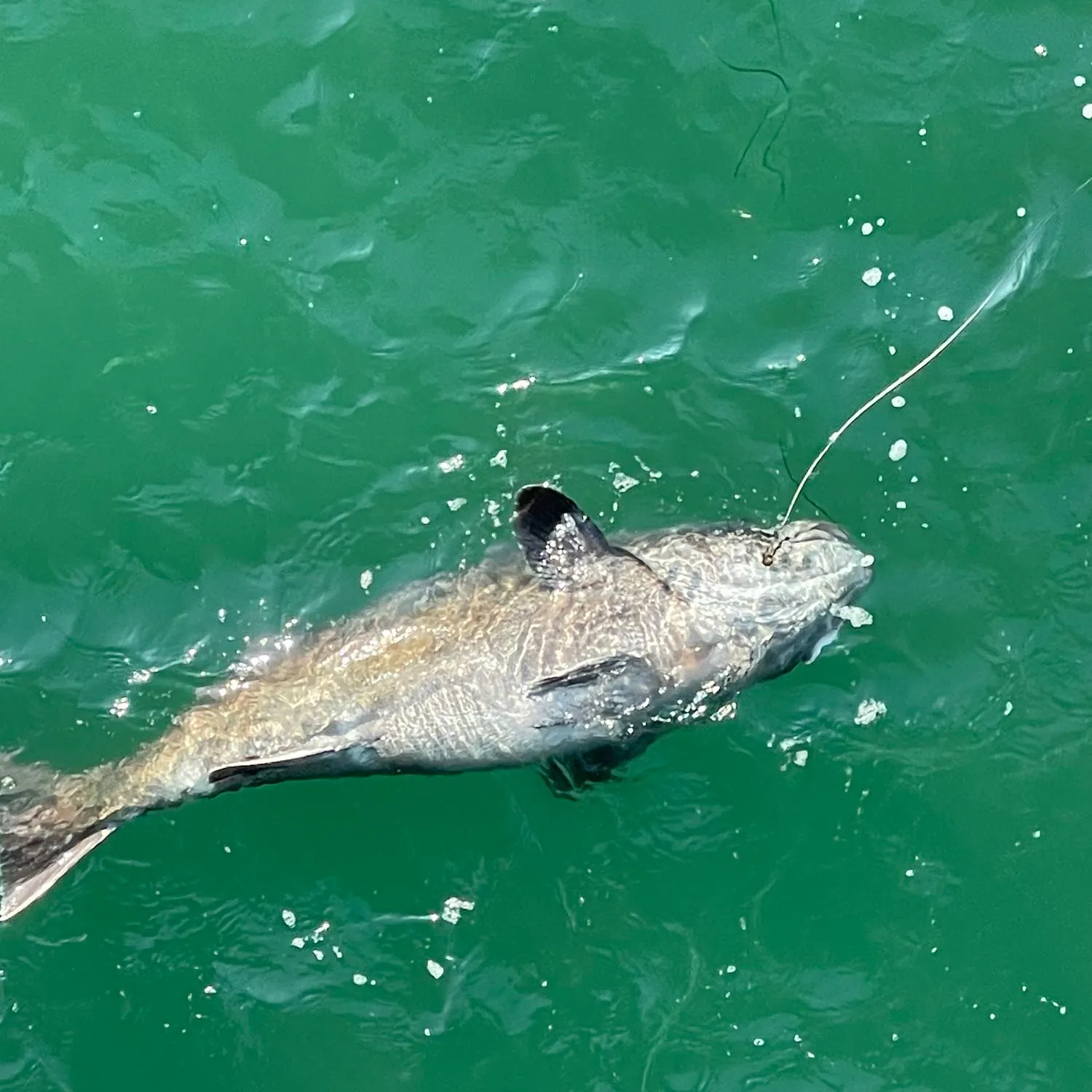 angler catch