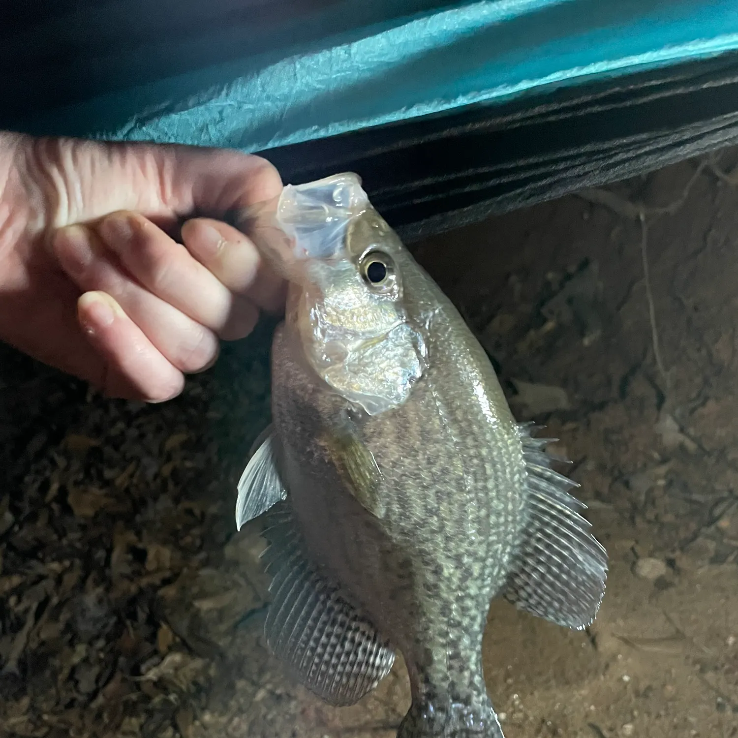 The most recent White crappie catches on Fishbrain