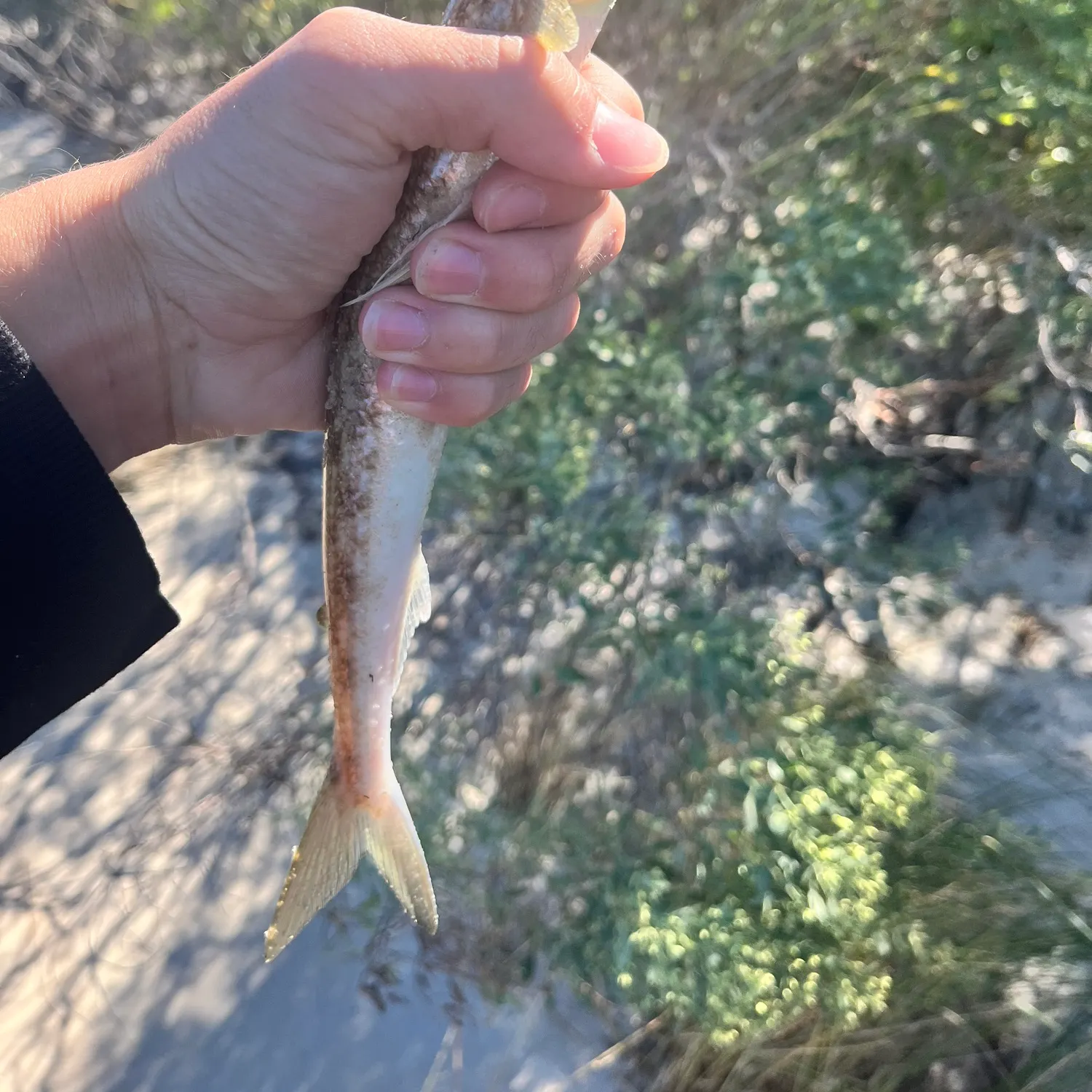 Inshore lizardfish caught on Fishbrain