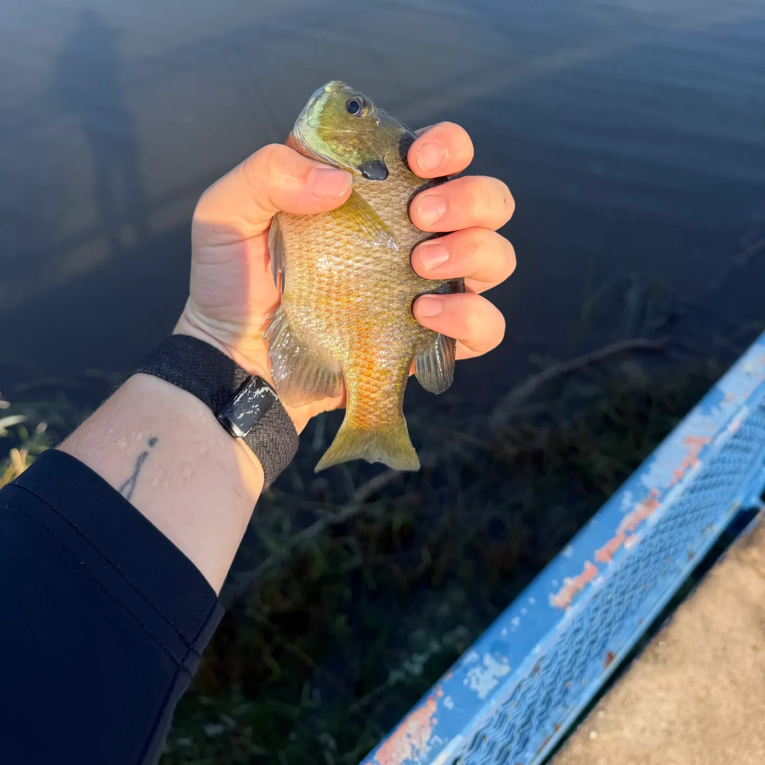 Bluegill caught on Fishbrain