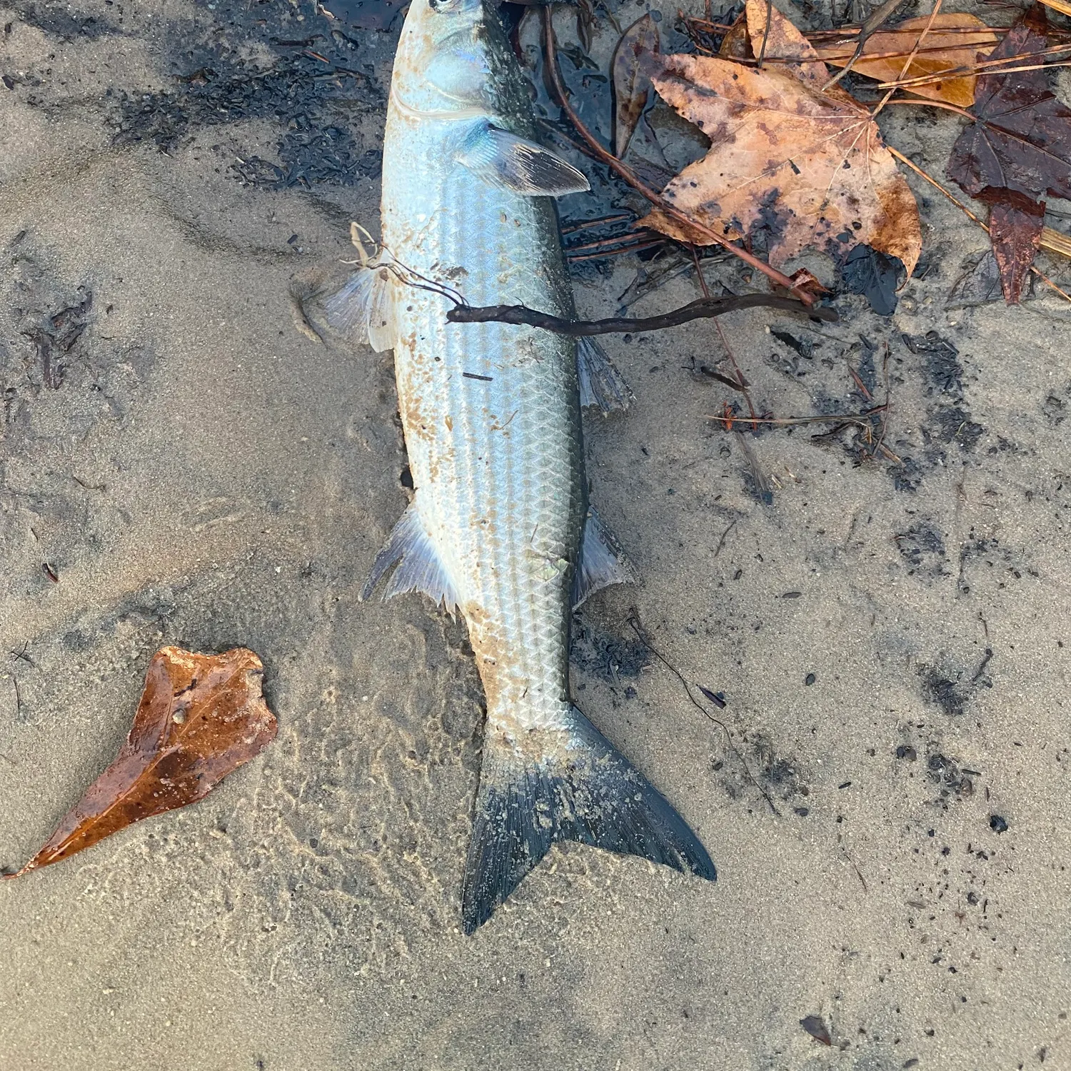 The most recent Striped mullet catches on Fishbrain