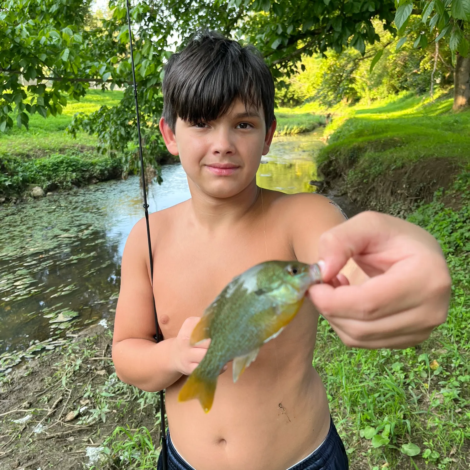 Greengill hybrid caught on Fishbrain