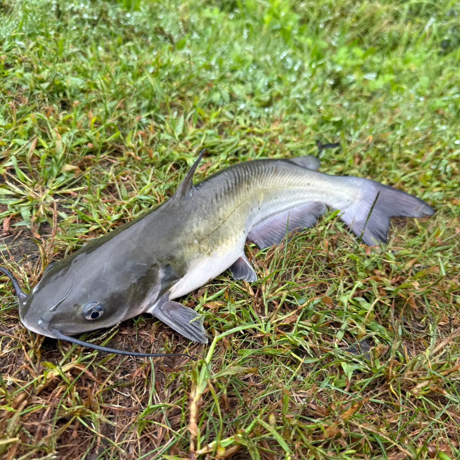 Channel catfish caught on Fishbrain