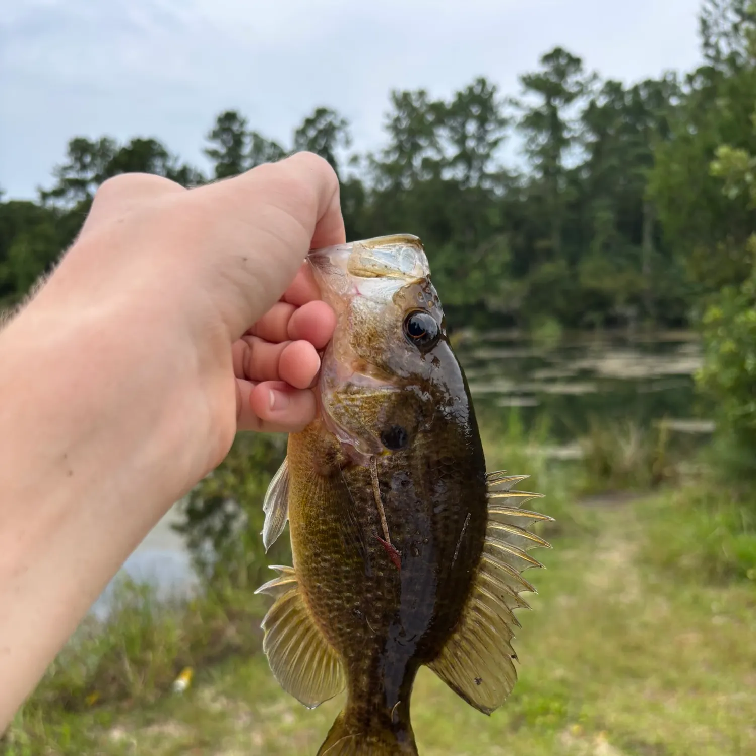 Warmouth caught on Fishbrain