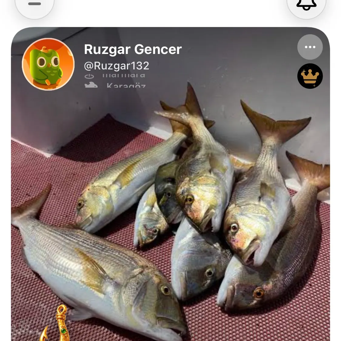 Gilthead seabream caught on Fishbrain