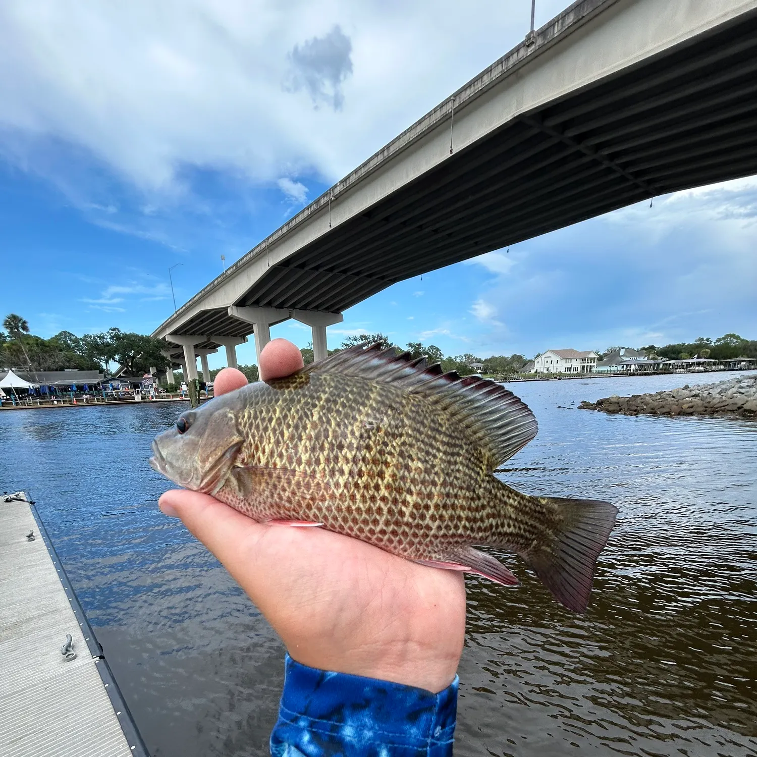 The most recent Mangrove snapper catches on Fishbrain
