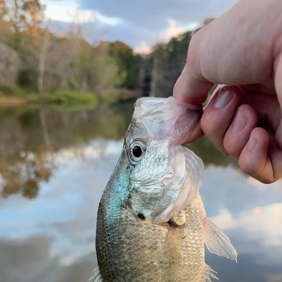 White crappie caught on Fishbrain