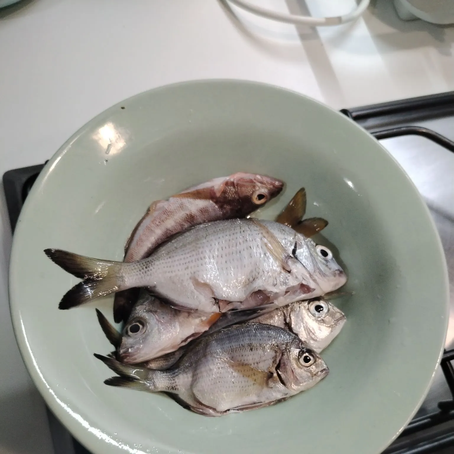 White seabream caught on Fishbrain