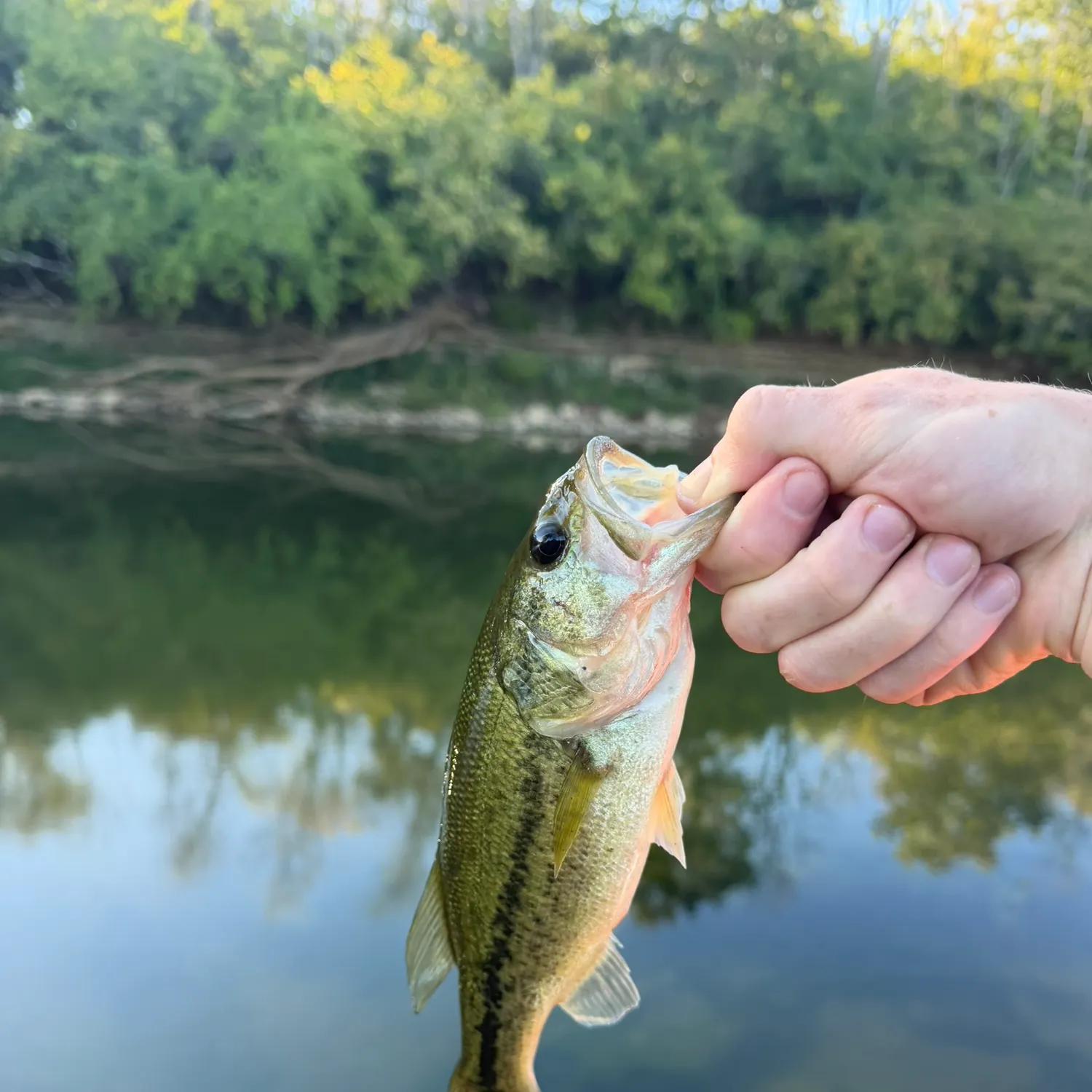 Largemouth bass caught on Fishbrain