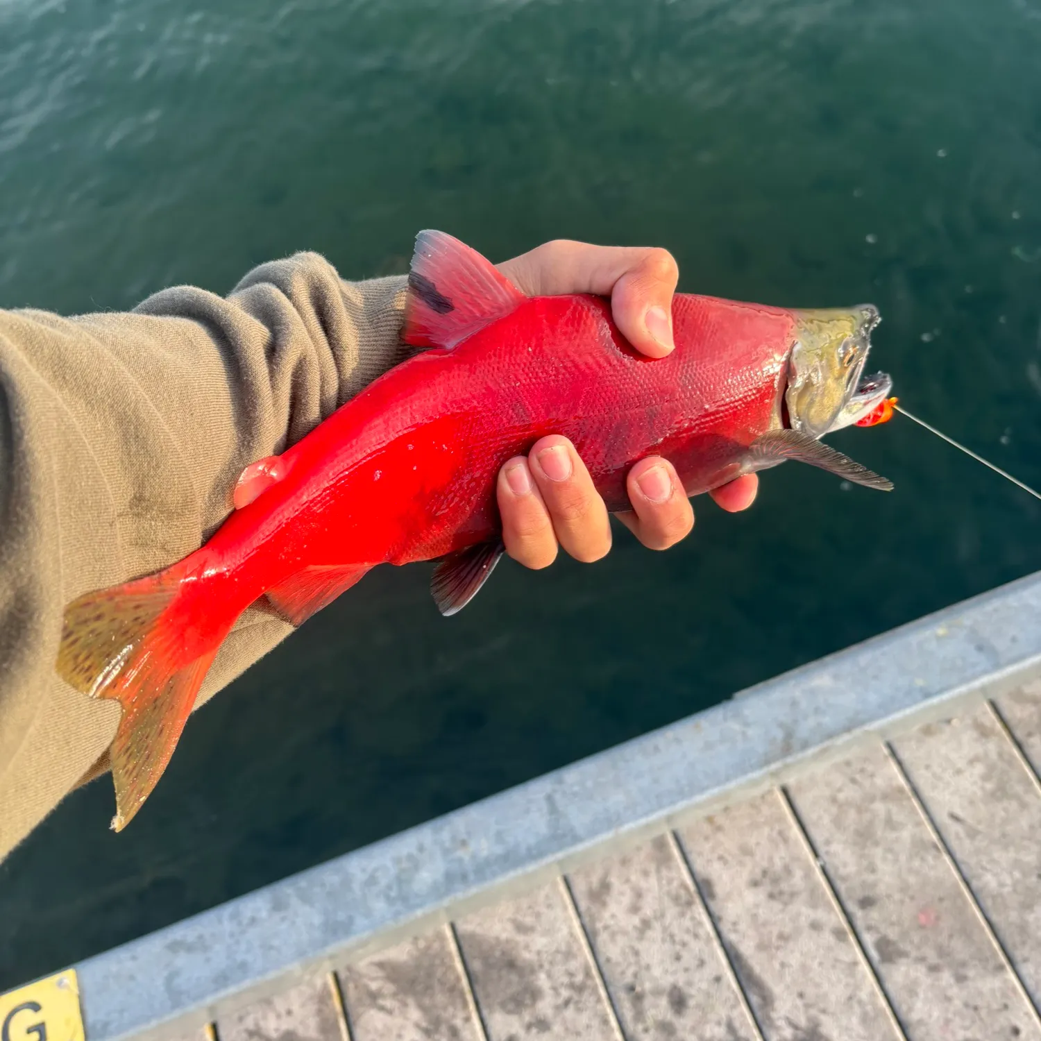 Kokanee salmon caught on Fishbrain