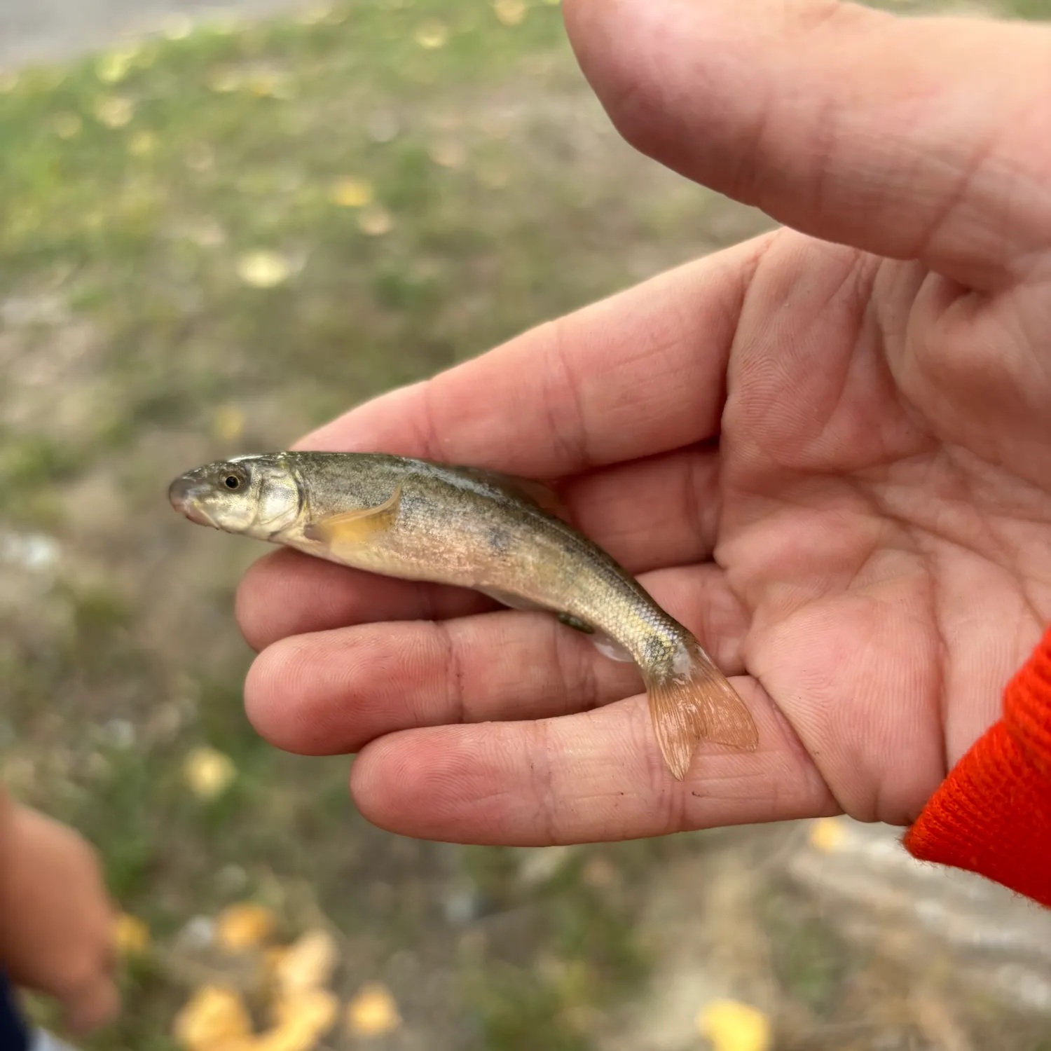 The most recent Longnose dace catches on Fishbrain
