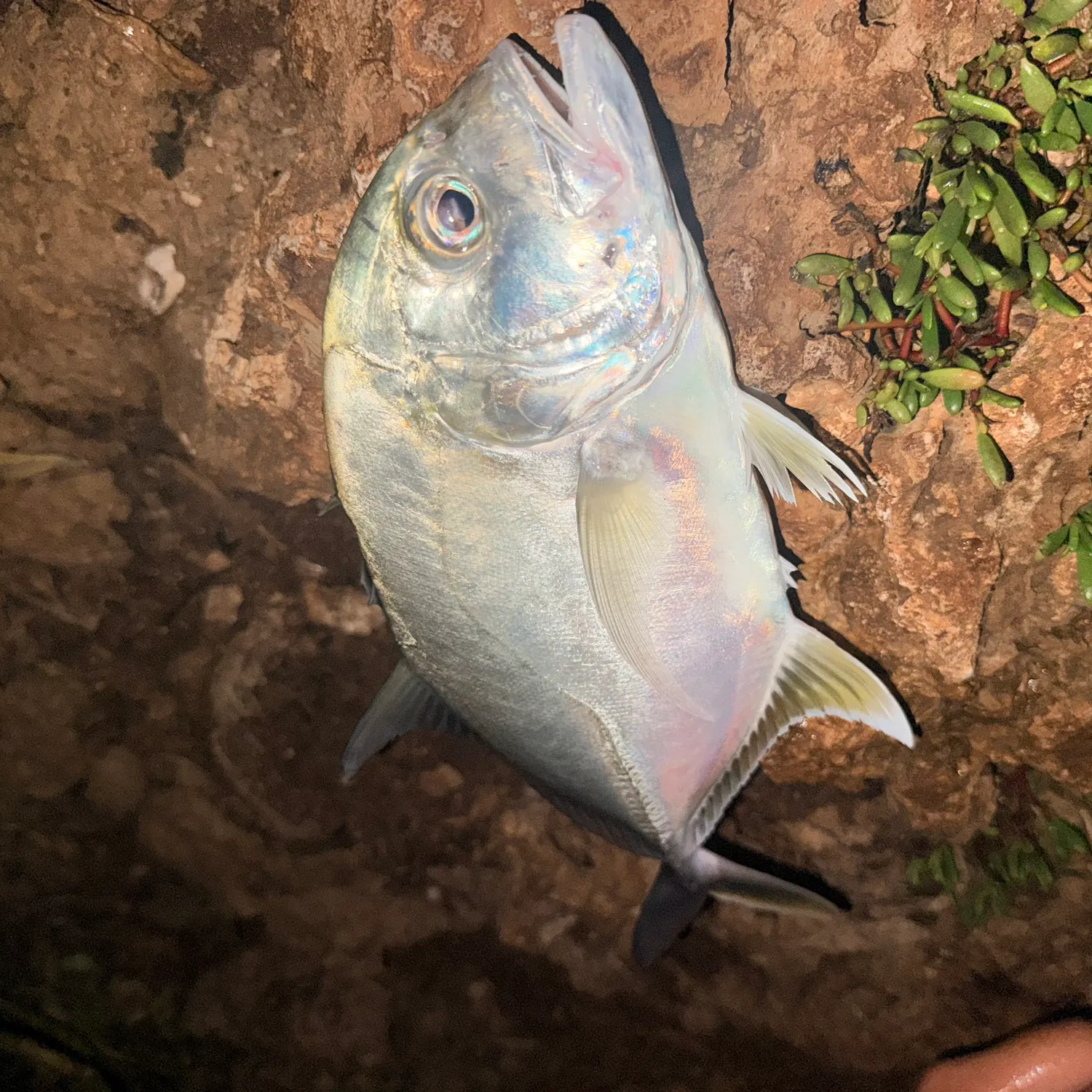 White trevally caught on Fishbrain