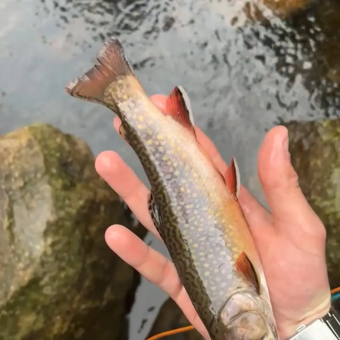 Brook trout caught on Fishbrain