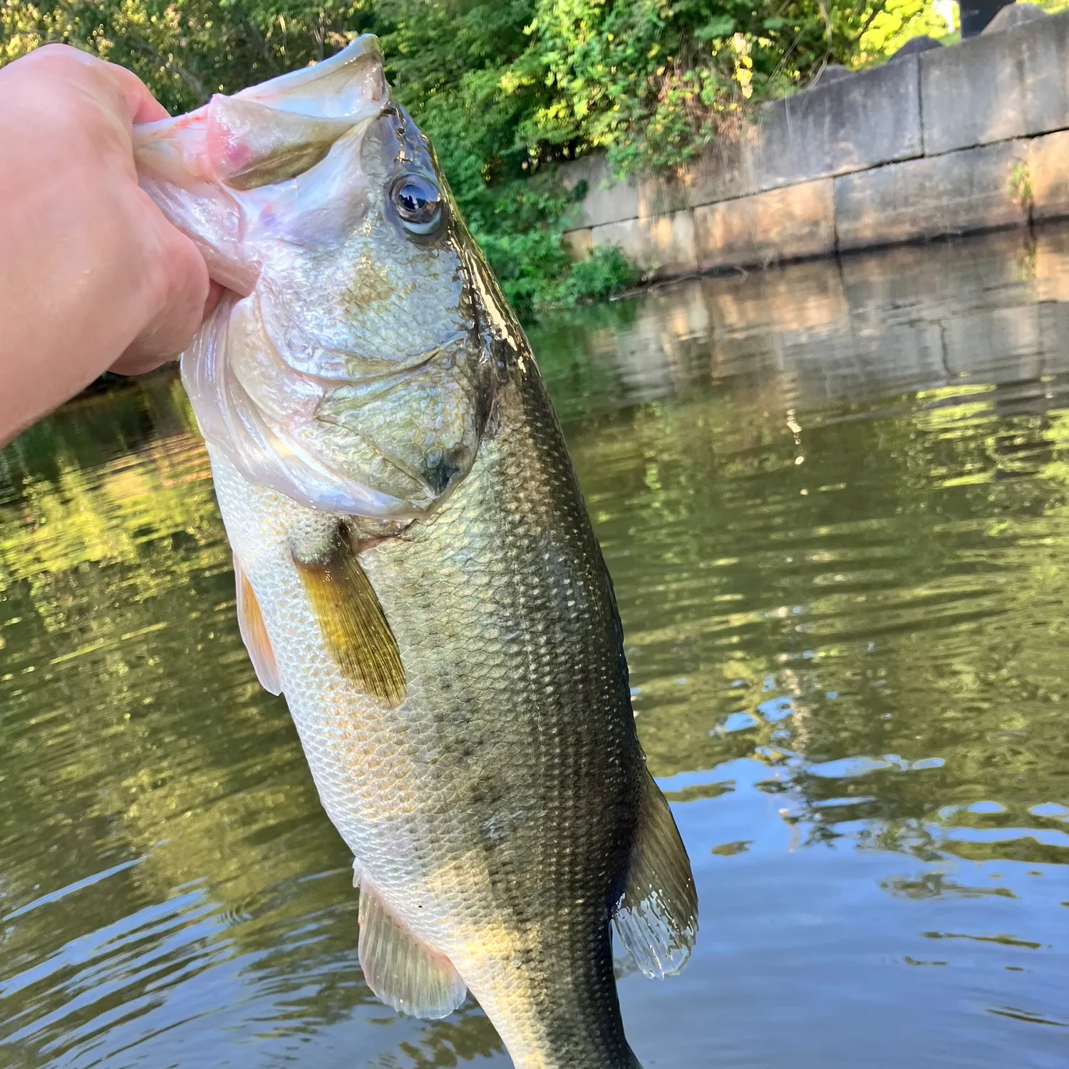 Largemouth bass caught on Fishbrain