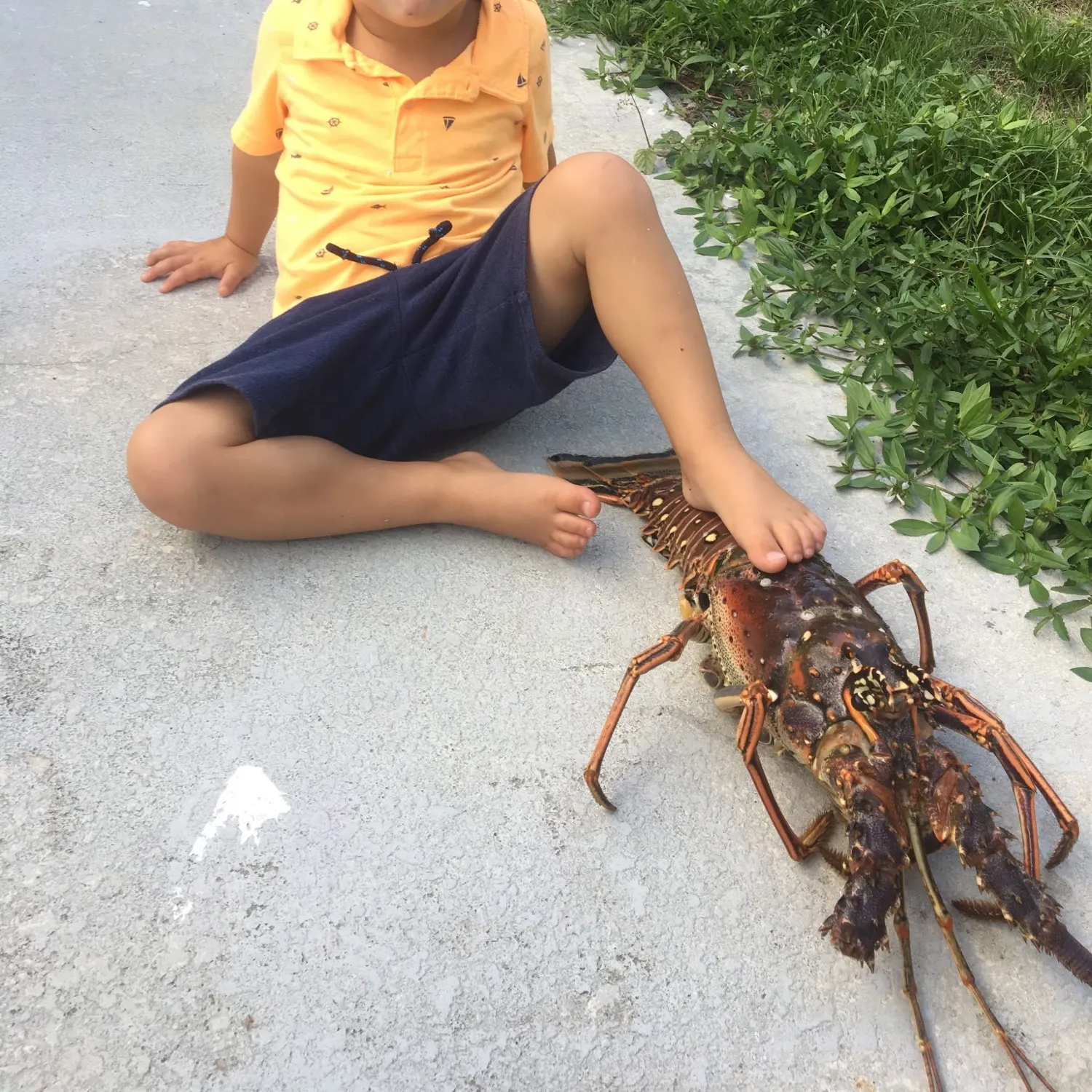 Caribbean spiny lobster caught on Fishbrain