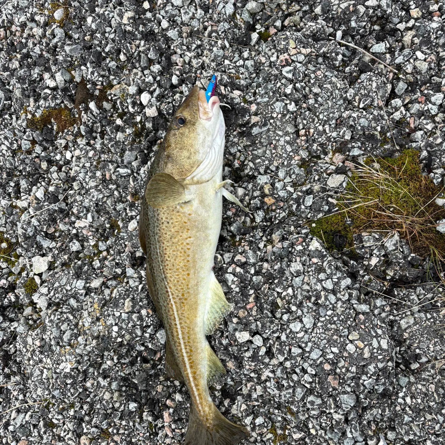 Atlantic cod caught on Fishbrain