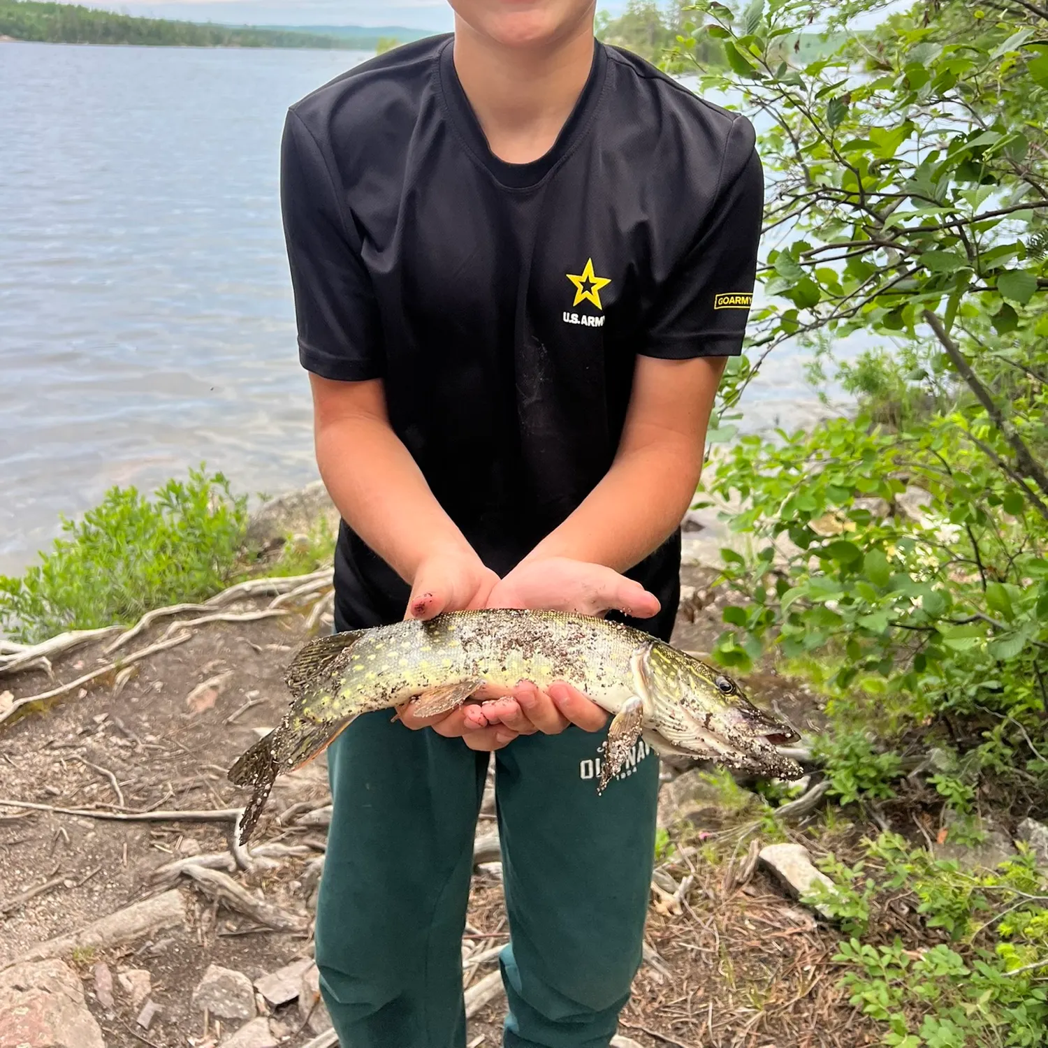 Northern pike caught on Fishbrain