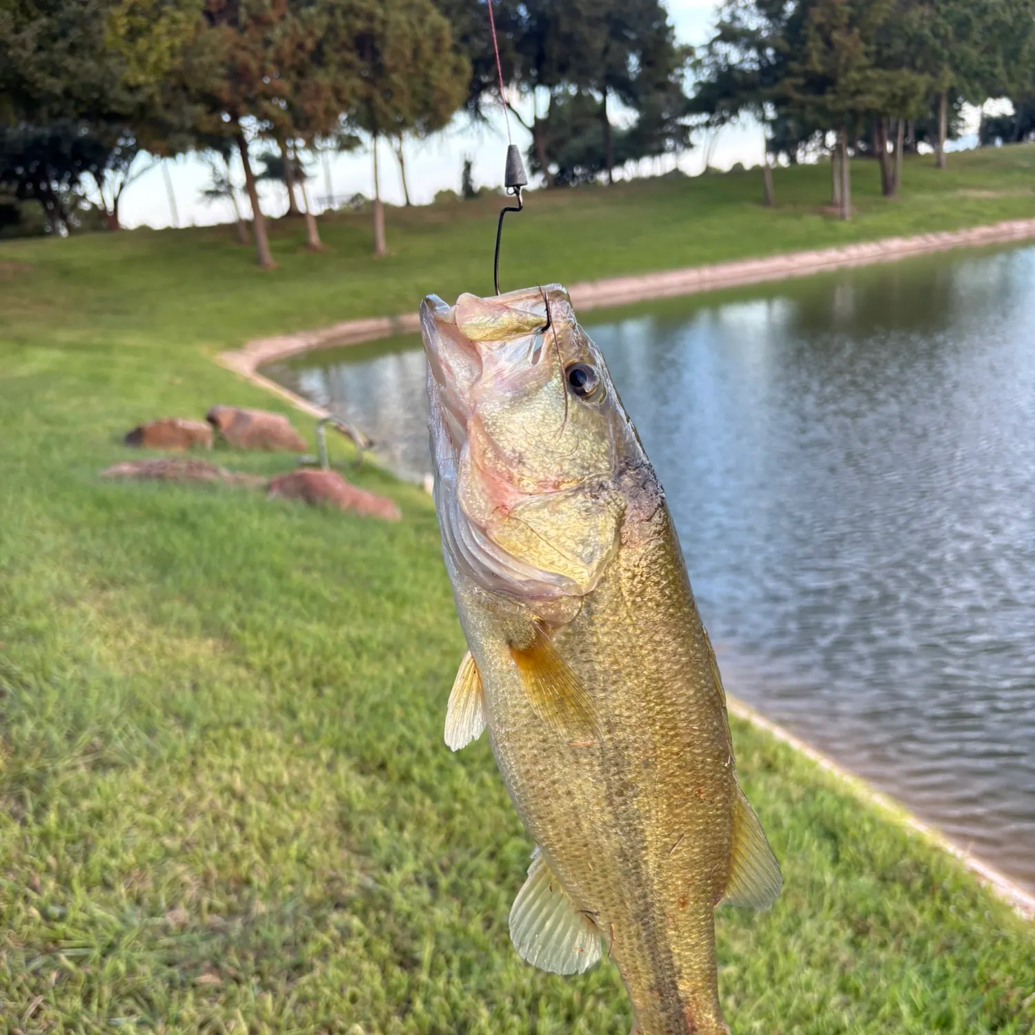 Largemouth bass caught on Fishbrain
