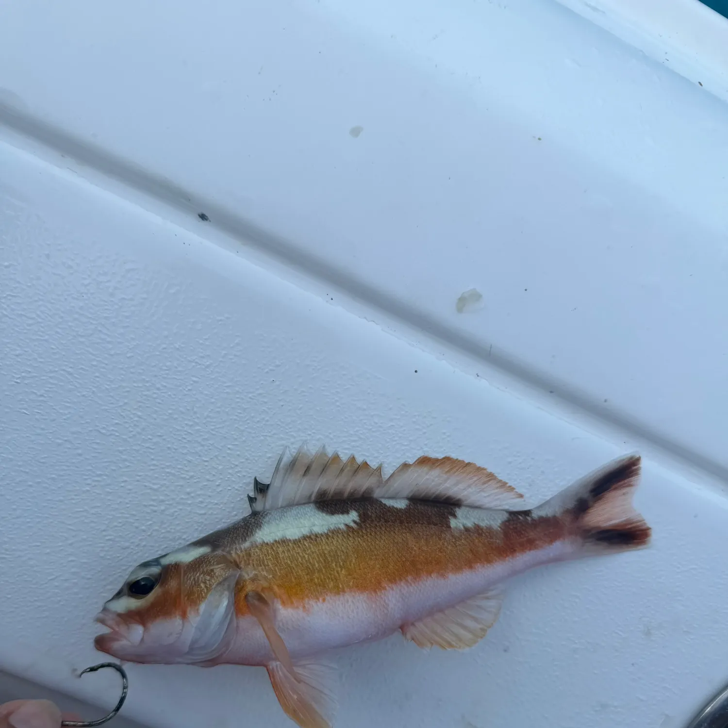The most recent Tobaccofish catches on Fishbrain