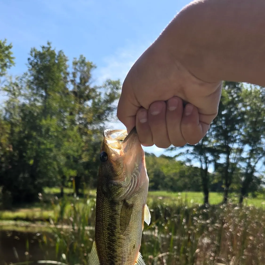 Largemouth bass caught on Fishbrain