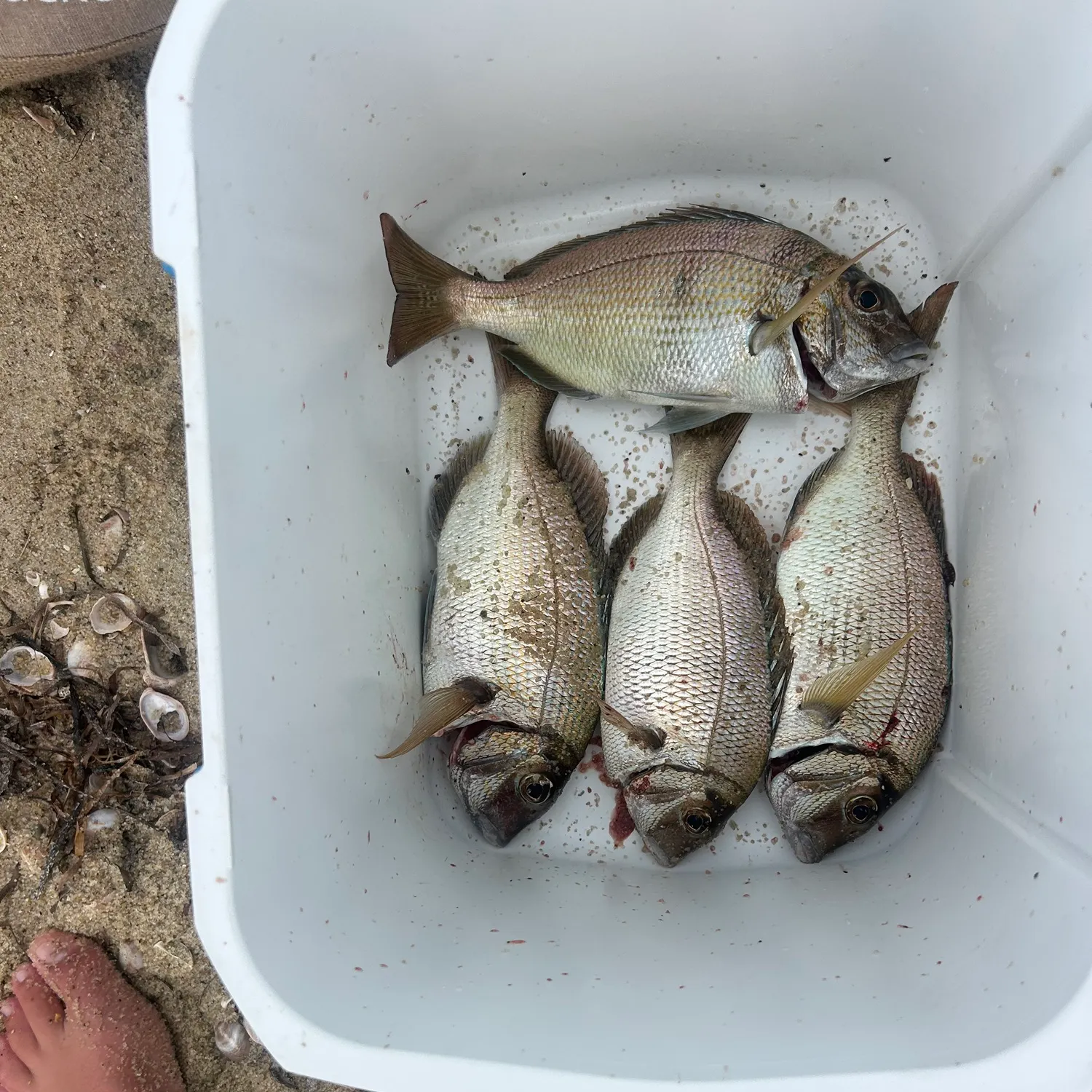 recently logged catches