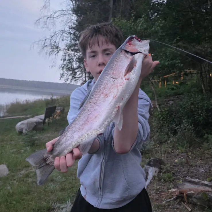 Rainbow trout caught on Fishbrain