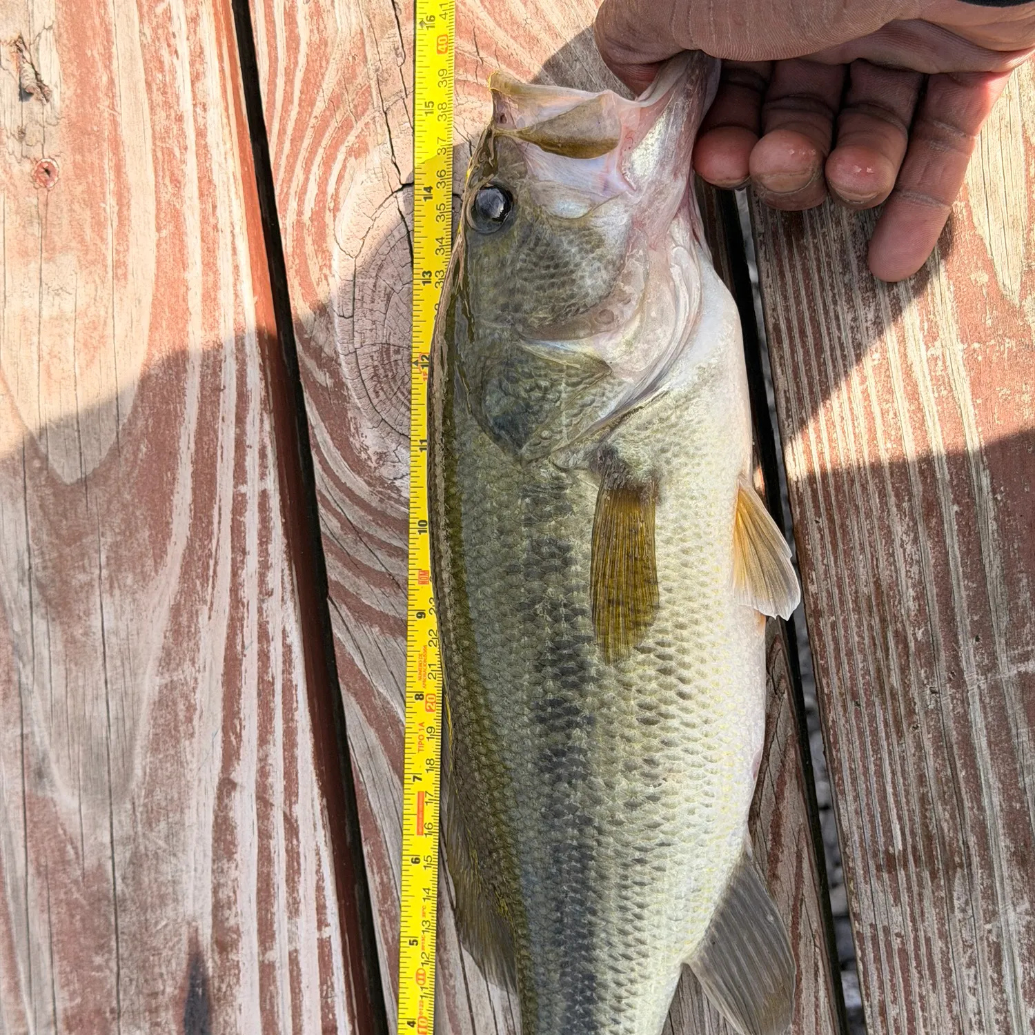 Largemouth bass caught on Fishbrain