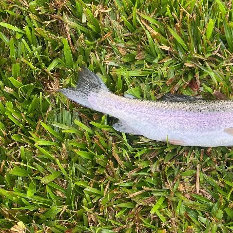 The most recent Rainbow trout catches on Fishbrain