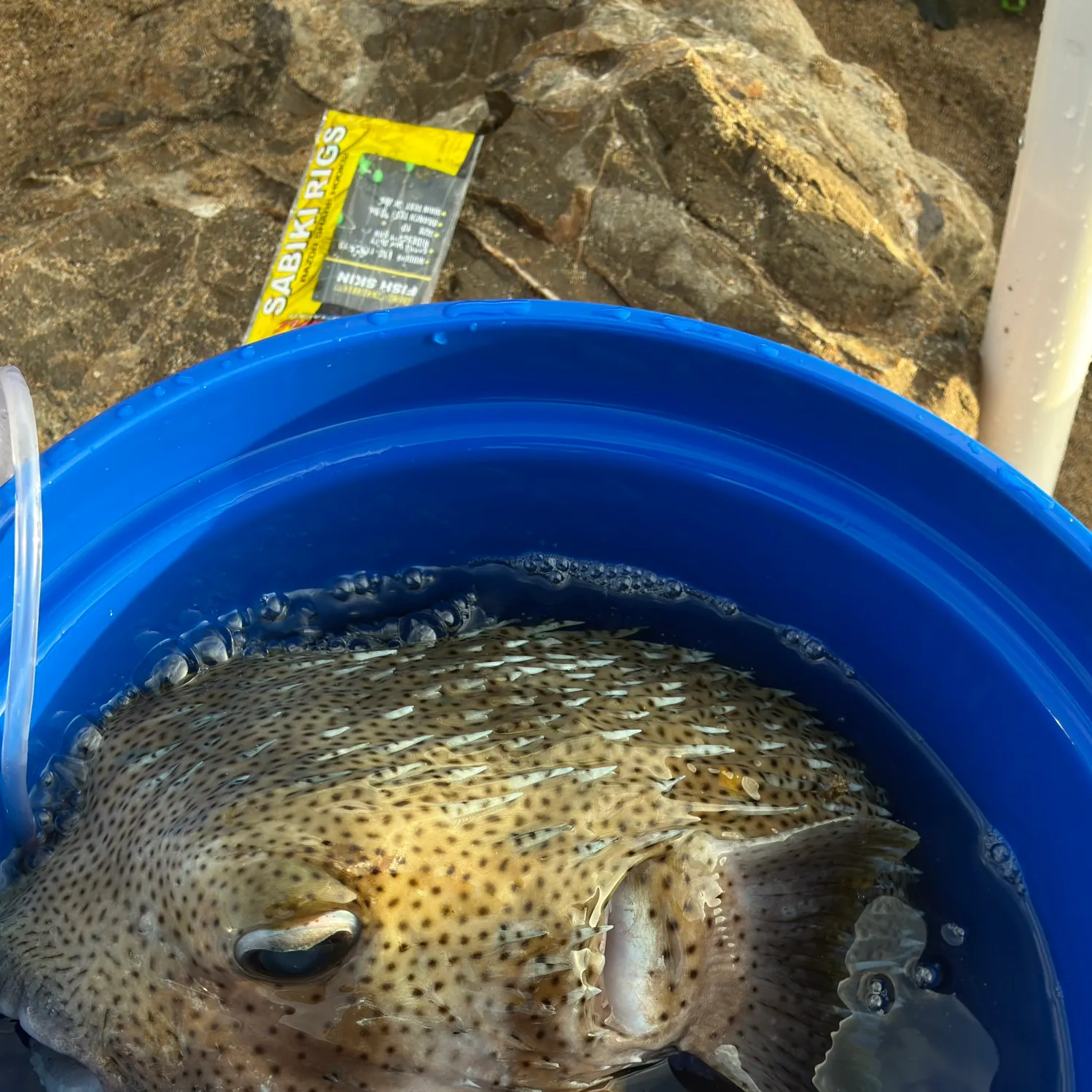 The most recent Spot-fin porcupinefish catches on Fishbrain